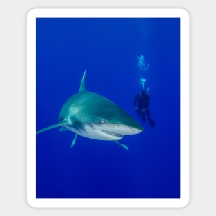 Scuba Diver and Oceanic White Tip Shark Sticker